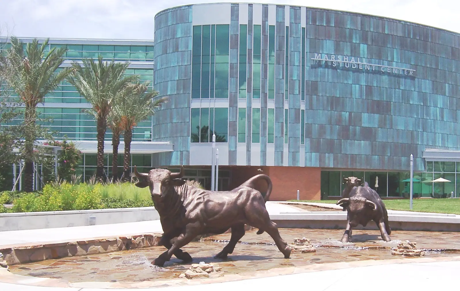University of South Florida campus — The Running of the Bulls in front of the University of South Florida's Marshall Center